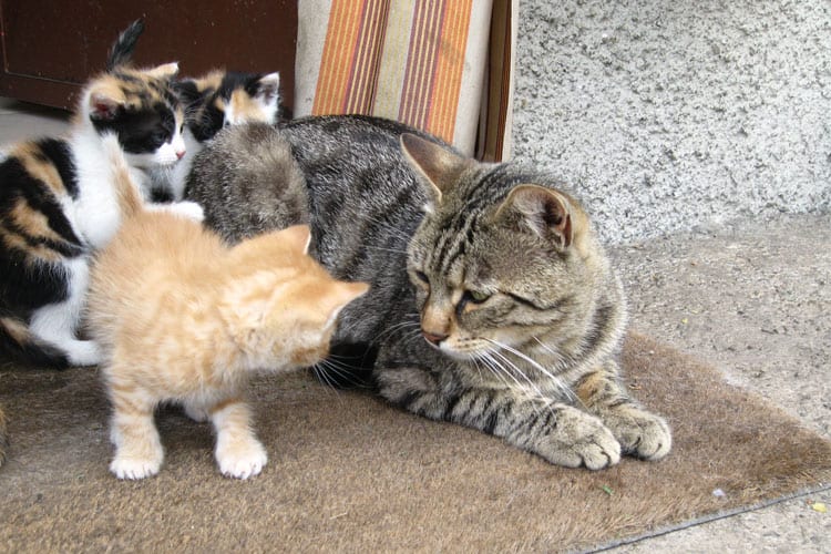 Introducing your cat to your kitten