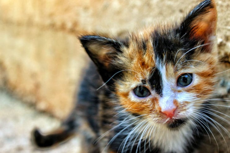 introducing your cat and kitten