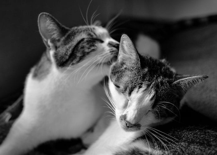 why cats lick