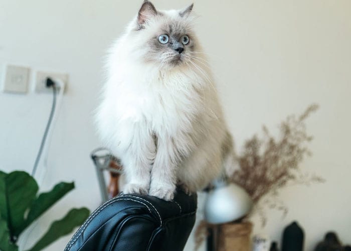 cat depression