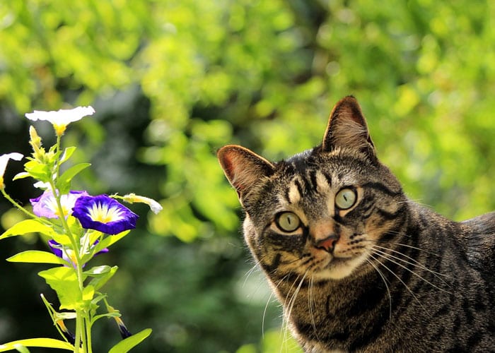 happy cat month