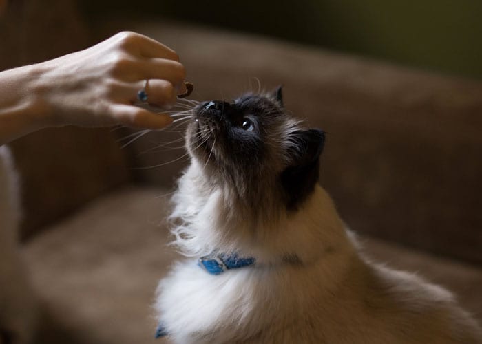 safe cat food